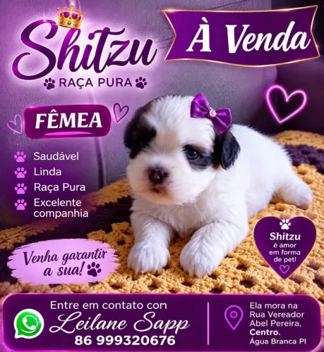Filhotes Shihtzu Puro 