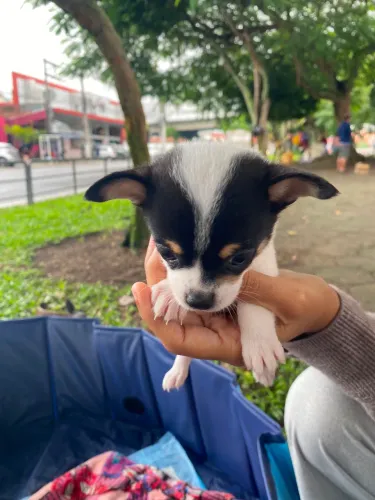 Filhote de chihuahua