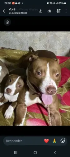 Doa-se um cachorro da raça pitbll 