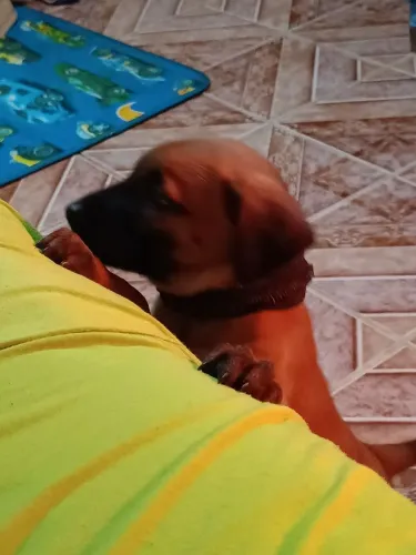 Preciso de uma casinha de cachorro 