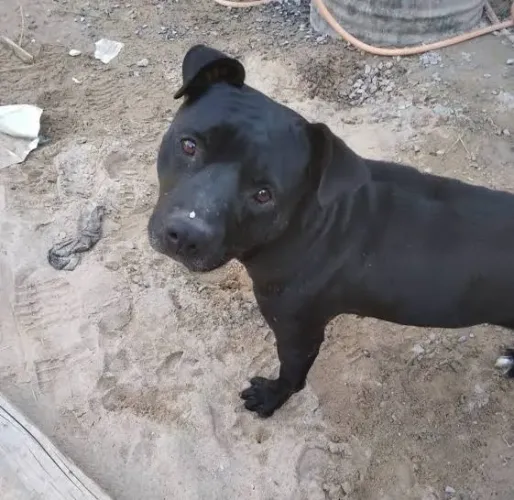 Cadela mestiça pitbull