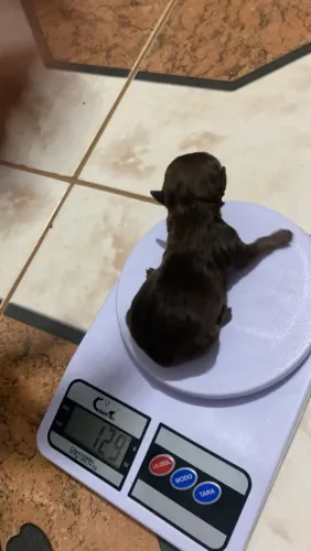 Pinscher 0
