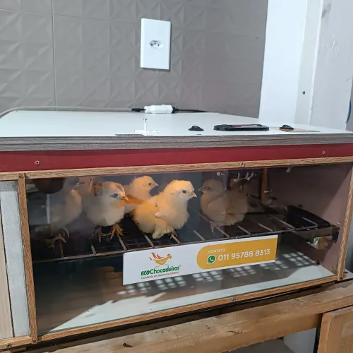 Vendo chocadeira 90 ovos