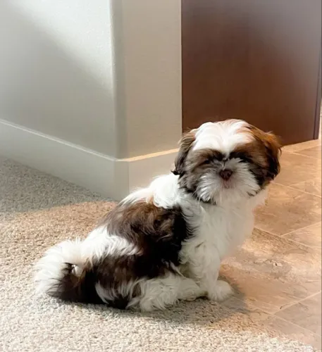 Shih Tzu Cãozinho com atributos que fazem diferença na escolha