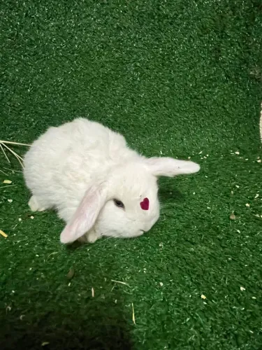 Coelho mini Lop