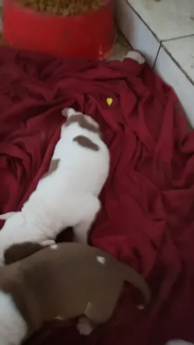 Vendo pitbulls recém-nascidos