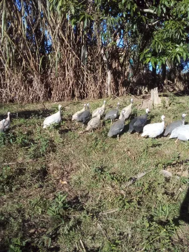 Vende angolas