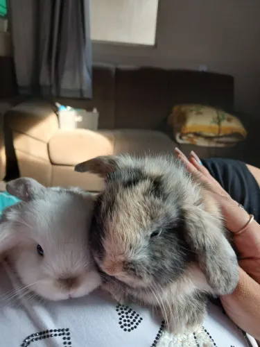 Mini lop uruguaio coelhos 