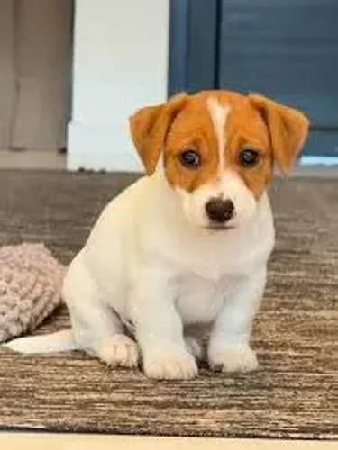 jack russel Pequeno atleta.