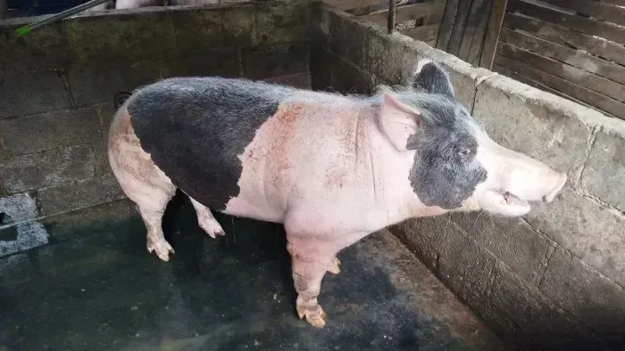 Porco Graudo vendo barato wpp *