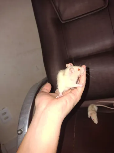 Último disponível rato Twitter