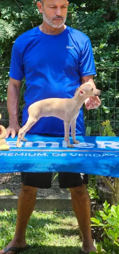 Galgo Italiano Femea - Excelente 