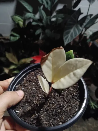 Zamioculca Variegata (muda)