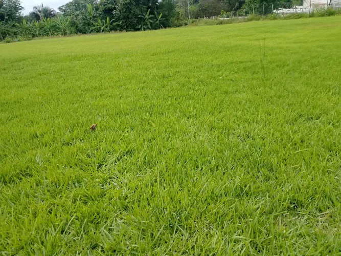 Grama esmeralda em tapetes 