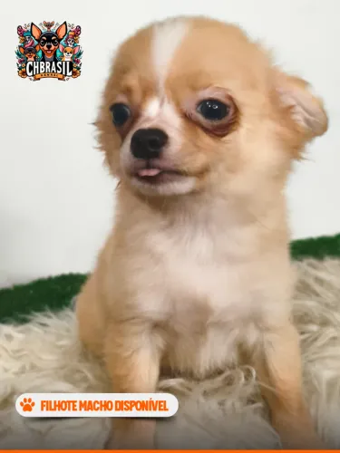Chihuahua Micro Filhote