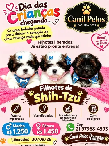 ? FILHOTES DE SHIH-TZU ?