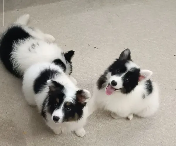 Border Collie PUROS