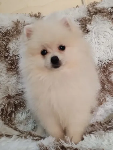 linda fêmea de Spitz alemão um lindo presente ?do dia dos namorados 