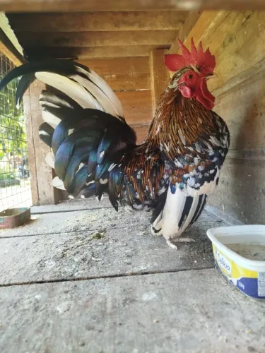 Estou vendendo esse galinho garnizé genética top