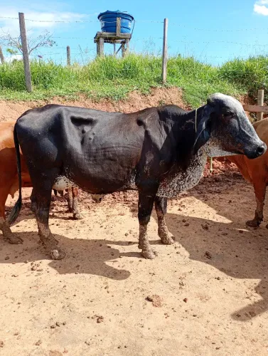 Vendo 2 vacas Girolando 