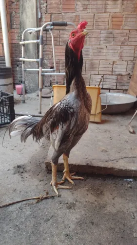 Estou vendendo um galo e uma galinha