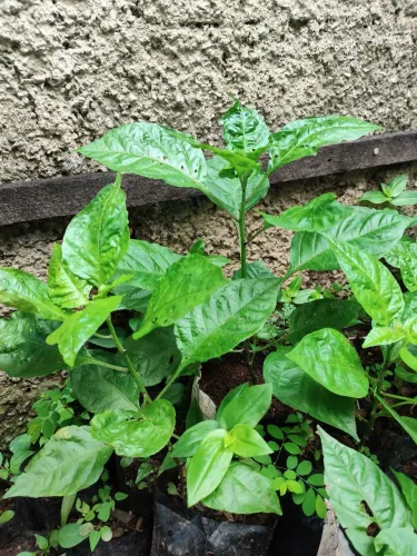 Pimenta Carolina reaper - mudas