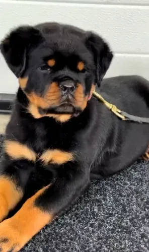 ROTTWEILER DISPONÍVEIS - FILHOTES