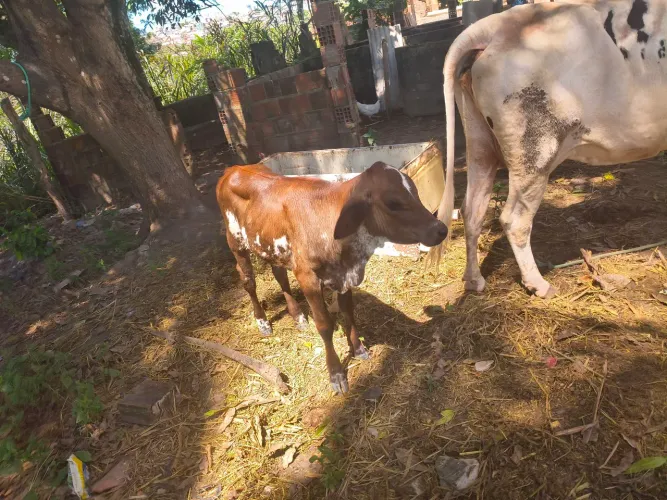 Vaca parida