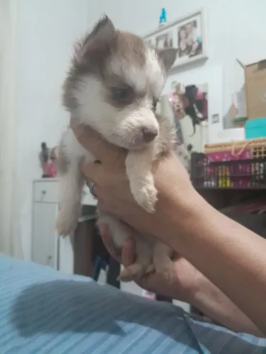 Filhotes de husk siberiano