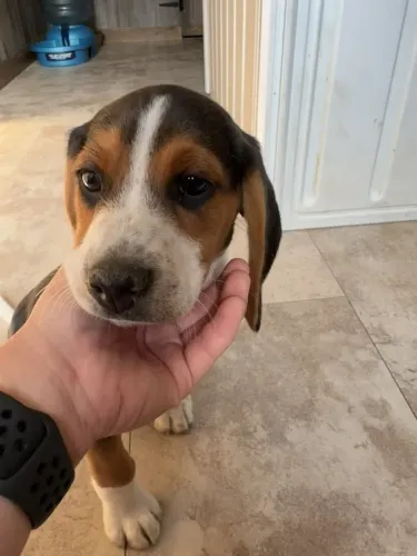 Beagle com charme único disponível