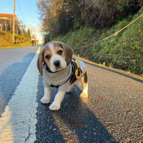 Filhotes de Beagle | Personalidade doce e encantadora.