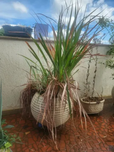 Vaso de Planta de Capim Cidreira
