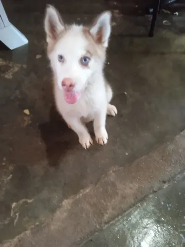 Cachorro ? Husky siberiano