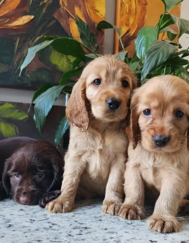 Cocker Spaniel Inglês Amorosos Com Pedigree!! Aqui tem!!!!
