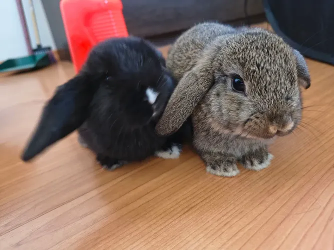 Casal de mini coelho