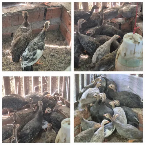 GALINHA DE ANGOLA, PICOTA, CAPOTE