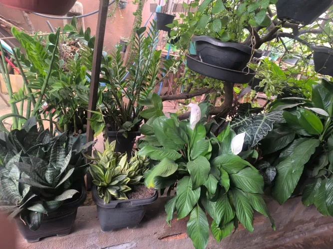 Plantas