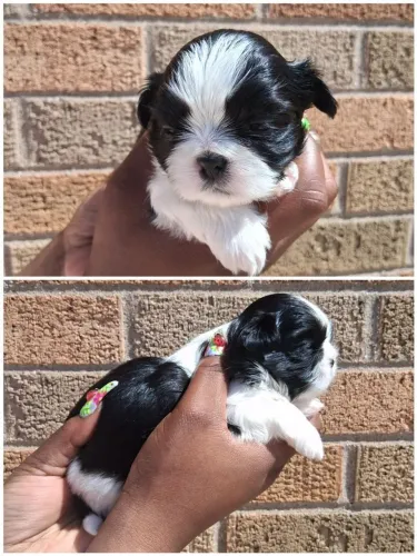 Shih Tzu A escolha perfeita para quem procura um companheiro fiel