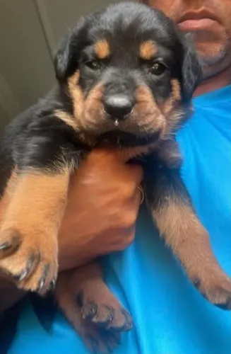 Rottweiler Um pet que pode surpreender quem está pesquisando
