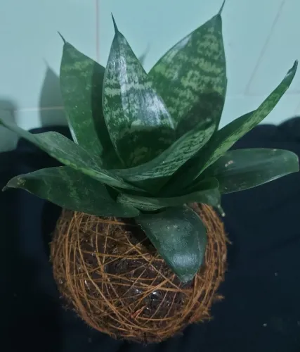 kokedama