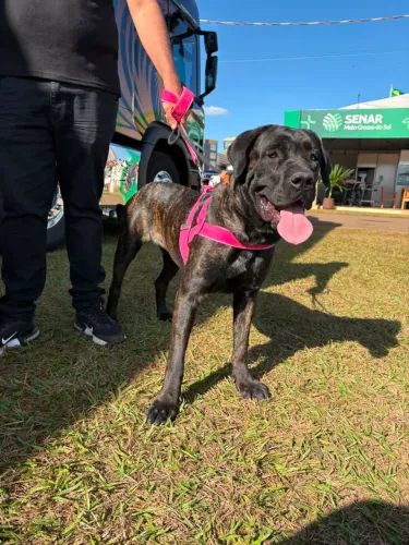Vendo Cane Corso filhotes 