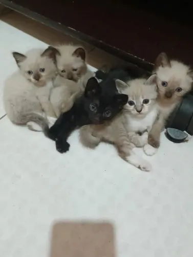 gatinhos para doação
