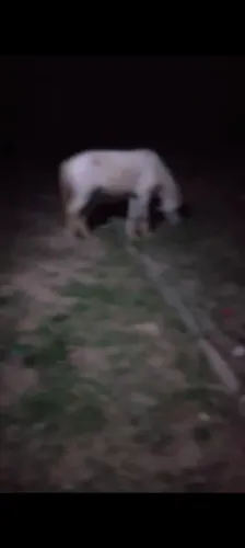 Vendo esse pônei mais informações chame no zap *