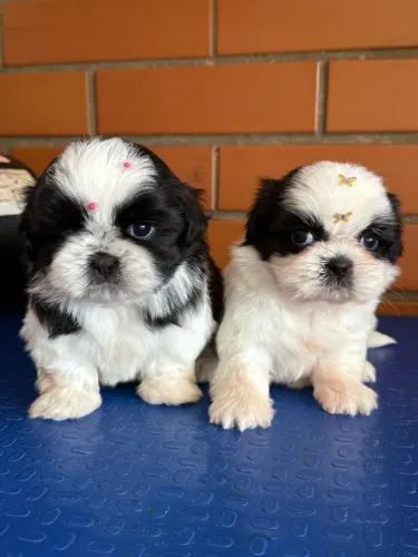 Shih tzu femea
