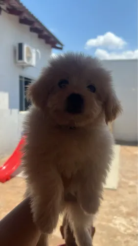 Poodle