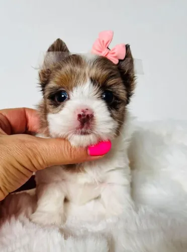Yorkshire Terrier Biewer com Pedigree raça pura