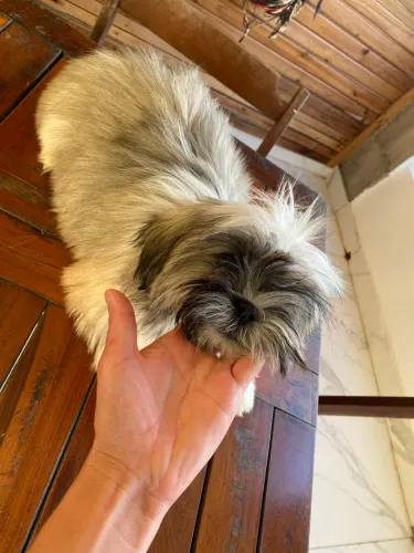 Cachorro shitszu