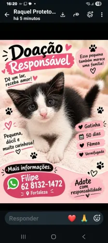 Linda gatinha para adoção