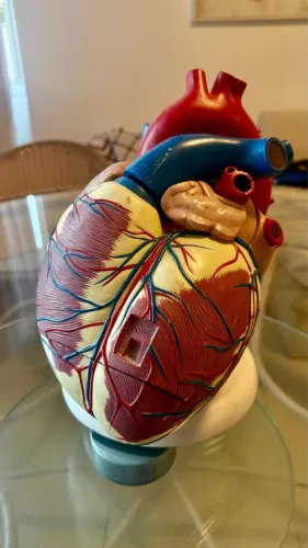 Modelo Anatômico de Coração Humano Gigante - Ideal para Consultório e Ensino