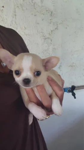 Atualizado: chihuahua macho pelo curto